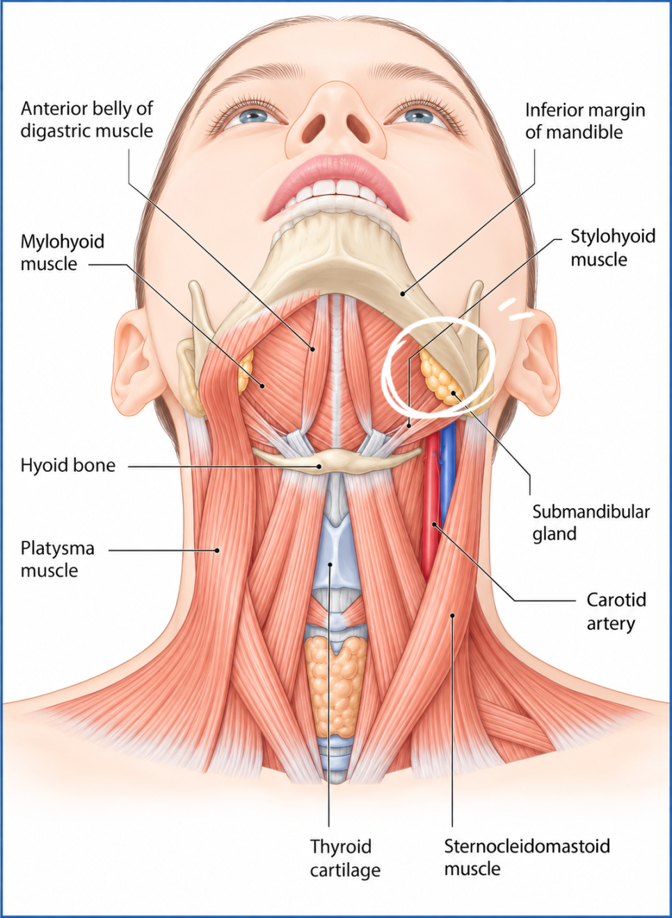 Anatomical illustration of the submandibular gland, mylohyoid, digastric and stylohyoid muscles, and surrounding neck structures